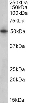 MPV17 Antibody