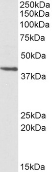 GRAMD3 Antibody