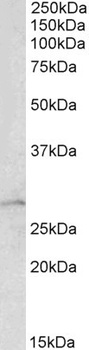 HOXC8 Antibody