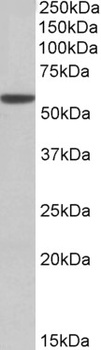 GRIN3B Antibody