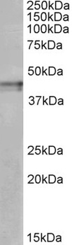 HCN3 Antibody