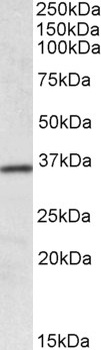 DAG1 Antibody