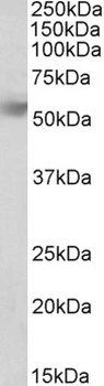 RDH5 Antibody