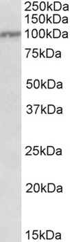 CUL2 Antibody