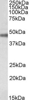 SOX3 Antibody