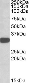 HOXA9 Antibody