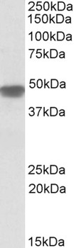 HOXA4 Antibody