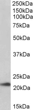 POU5F1 Antibody