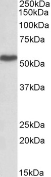 CXCR6 Antibody