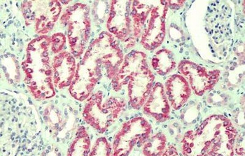 FRG1 Antibody