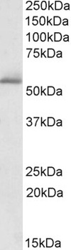 REL Antibody