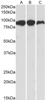 ACO2 Antibody