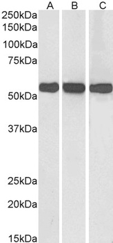 Oxt Antibody