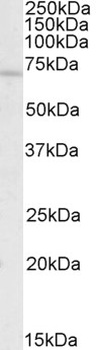 CRISP2 Antibody