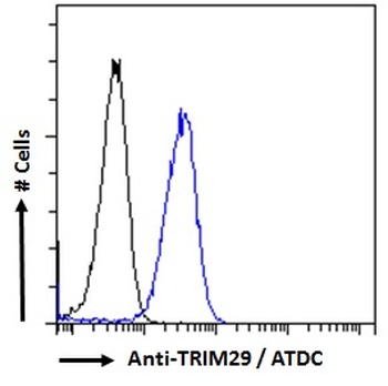 TRIM29 Antibody