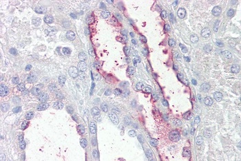 DEFA1/3 Antibody