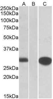 FANCF Antibody