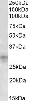 STAP2 Antibody