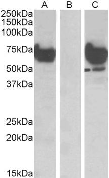 ASNSD1 Antibody