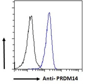 NDRG2 Antibody