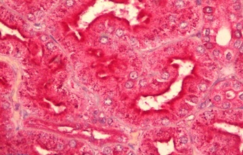 Foxi3 Antibody