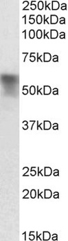 DCX Antibody