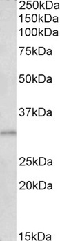 CHRNA5 Antibody