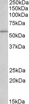 Sirt3 Antibody