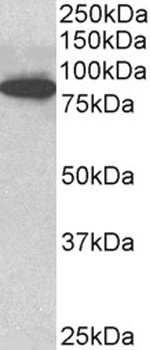 ANGPT1 Antibody