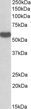 SLC46A1 Antibody