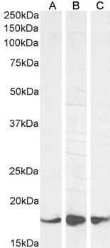 AIF1 Antibody