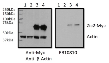 BCL2L15 Antibody
