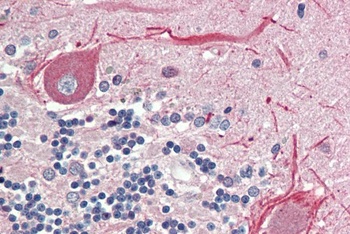 NOX1 Antibody