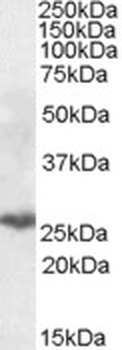 COX4 Antibody