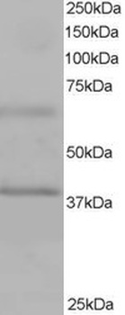 ABTB1 Antibody