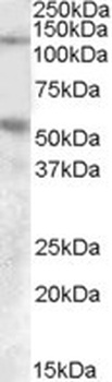 EVL Antibody