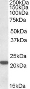MECL1 Antibody