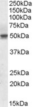 IL-18 Antibody