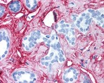 COL6A1 Antibody