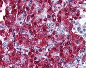 CBLC Antibody