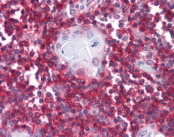 CD3-Zeta Antibody [4B10]