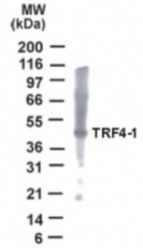 PAPD7 Antibody