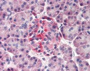 Derlin-3 Antibody