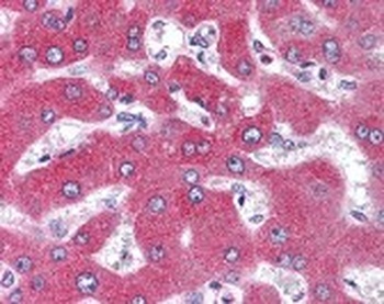 GPR77 Antibody