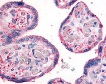 Integrin beta 1 Antibody