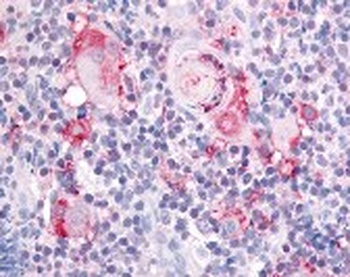 Integrin alpha 2 Antibody