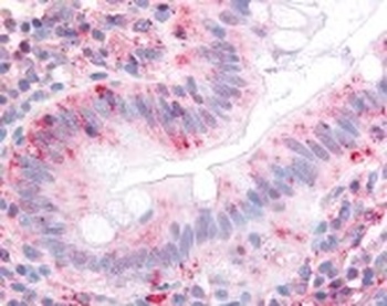 Integrin alpha 2 Antibody