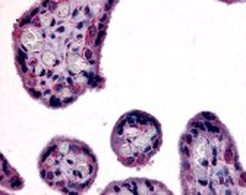 SLC7A5 Antibody