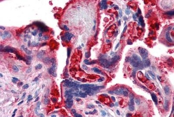 C4B Antibody