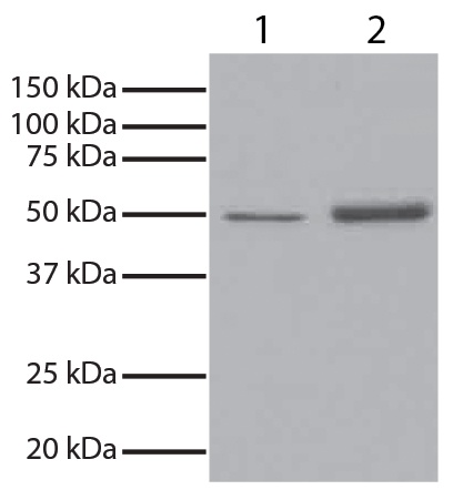 GSK3A Antibody (HRP)